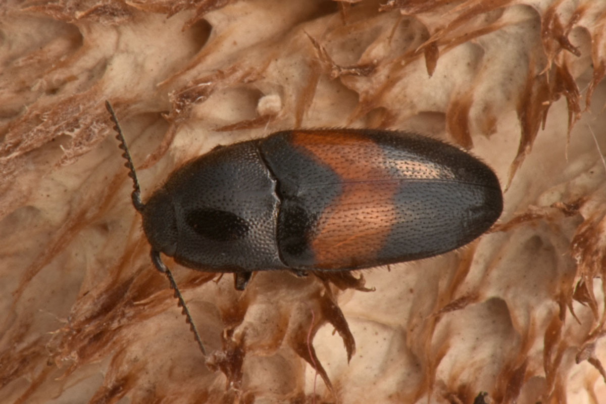 Lissomidae:  Drapetes mordelloides